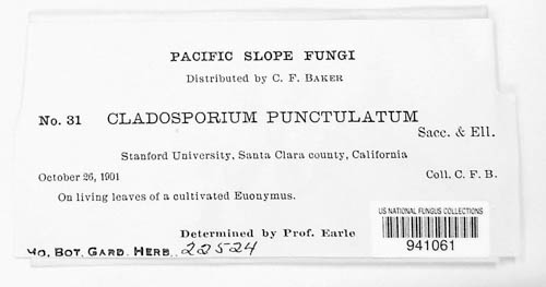 Cladosporium punctulatum image
